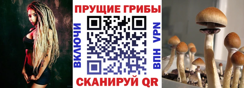 наркота  Вельск  Псилоцибиновые грибы мицелий 